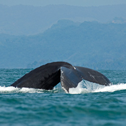 Central America. Marino Ballena National Park in Costa Rica