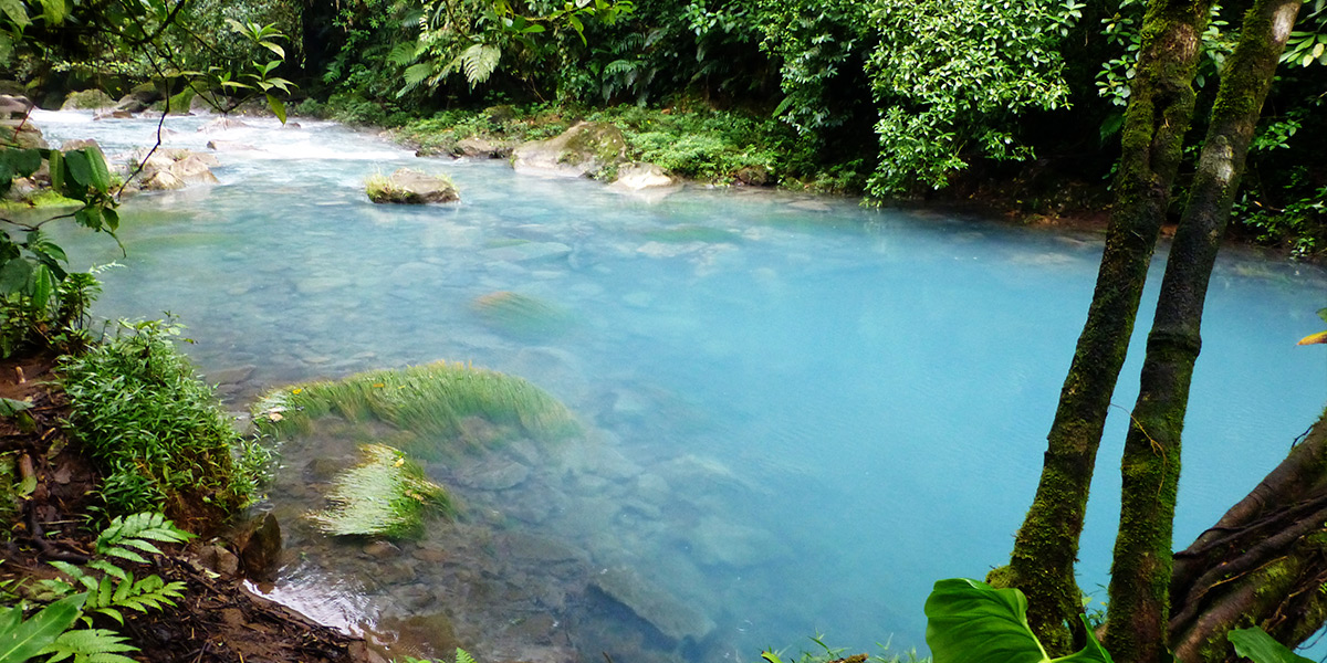  ver centroamerica costa rica bosque nuboso monteverde 