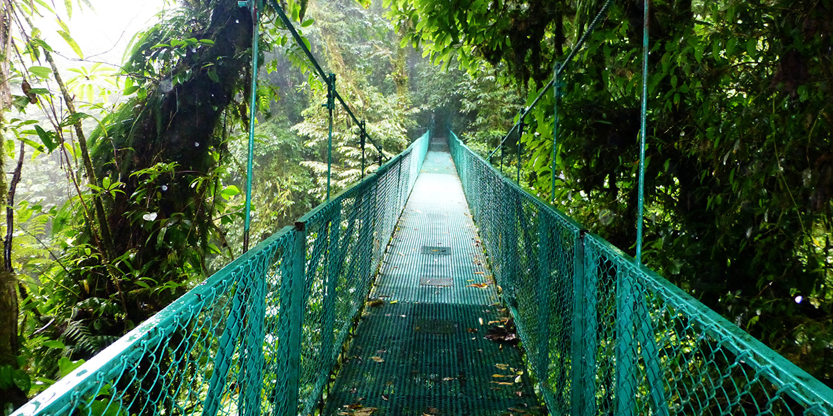  ver centroamerica costa rica bosque nuboso monteverde 