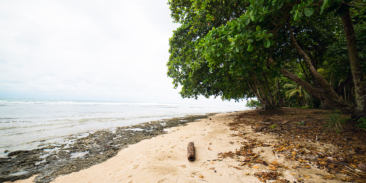  ver centroamerica costa rica puerto viejo talamanca cahuita 