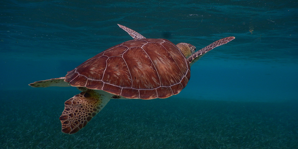  Deber ver en Belice y Guatemala, tour multidestino en centroamérica 