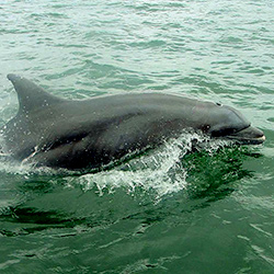 Dolphin watching in Panama, Central America