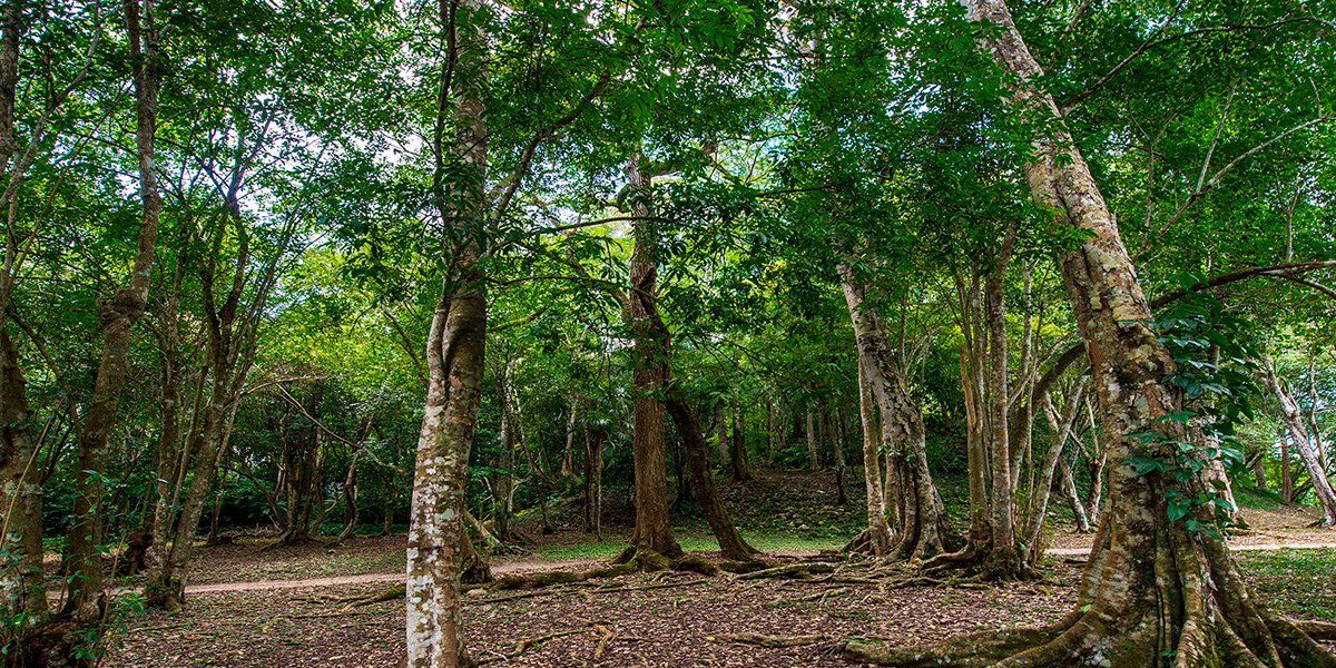  Mountain Pine Ridge, naturaleza en Belice 