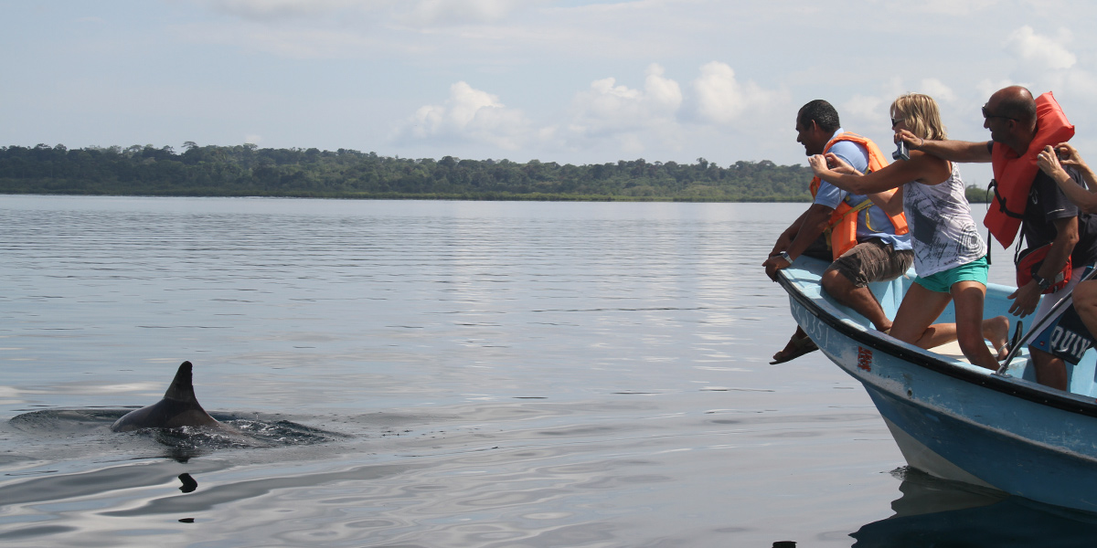  Disfruta del avistamiento de delfines en Panamá 