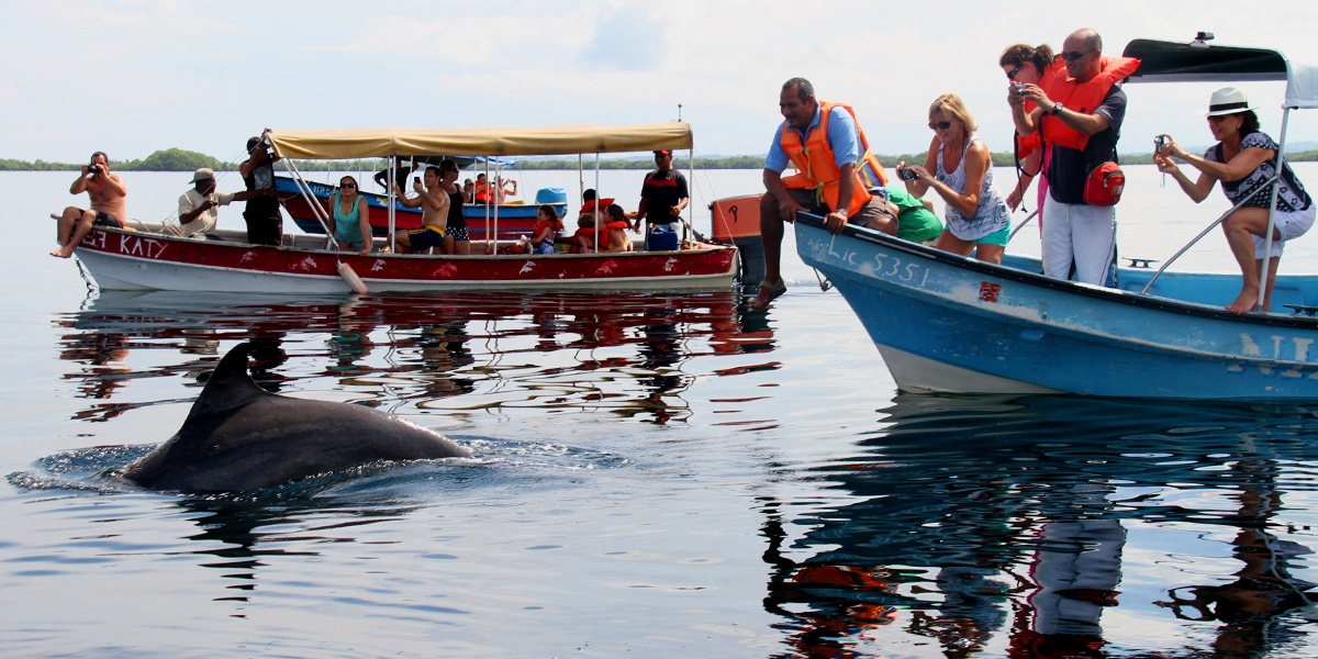  Disfruta del avistamiento de delfines en Panamá 