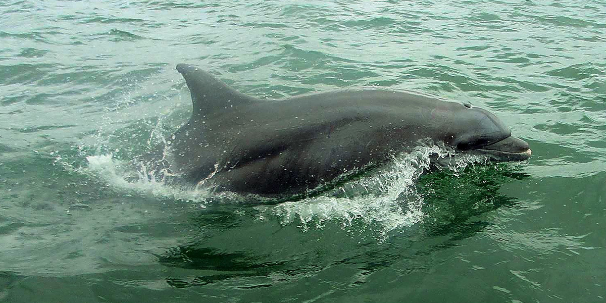  Disfruta del avistamiento de delfines en Panamá 