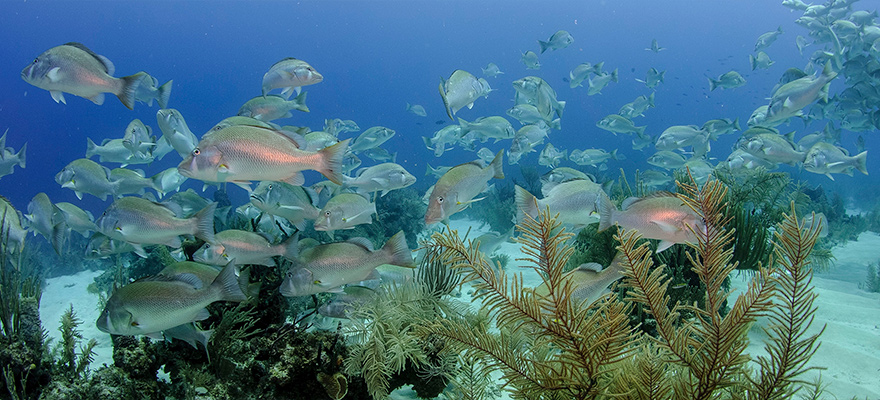 Belice - El segundo arrecife más importante del planeta