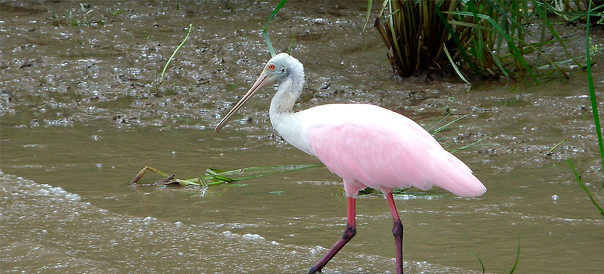 Observación aves - Centroamérica