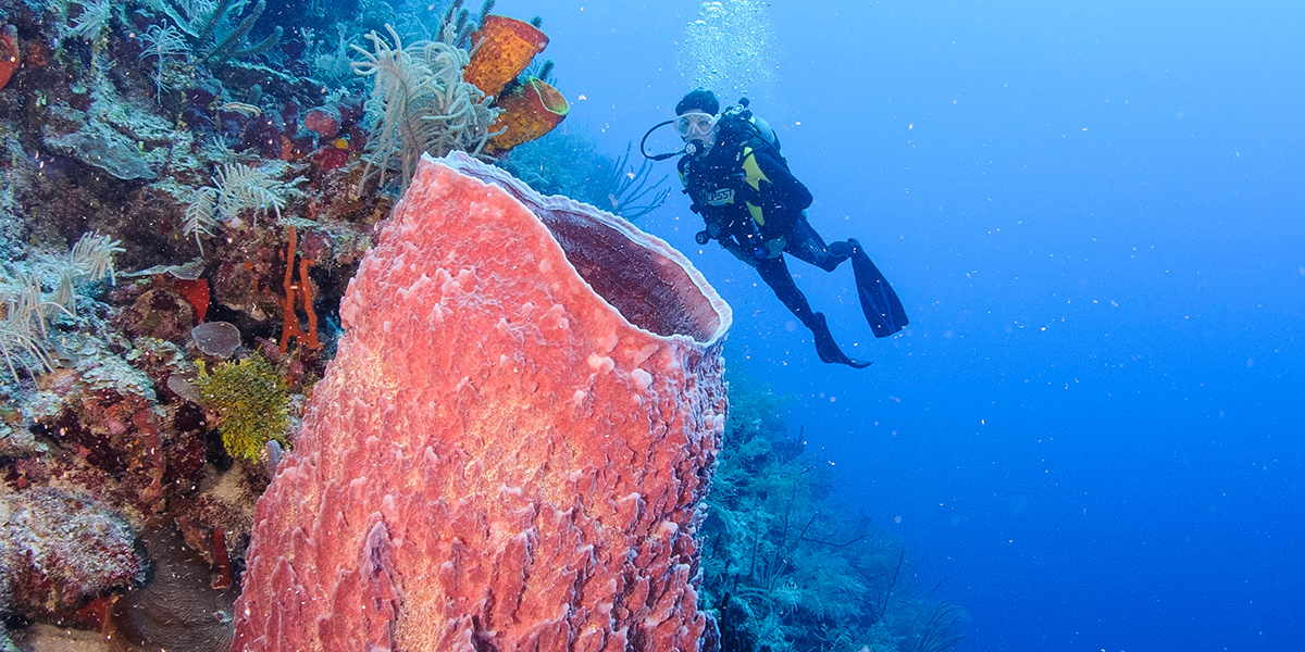  Belice South Water Caye playa y submarinismo 