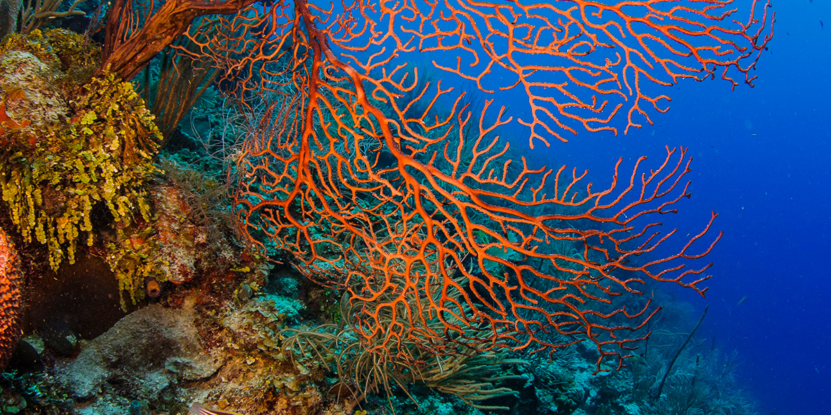  Belice South Water Caye playa y submarinismo 