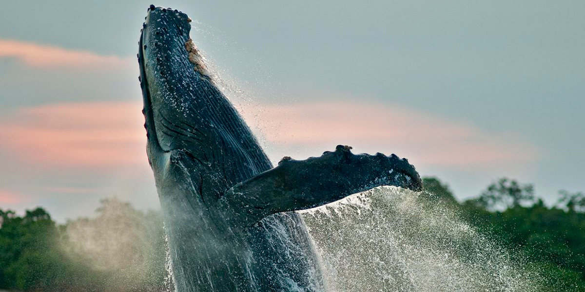  Panamá observación de ballenas experiencia inolvidable 