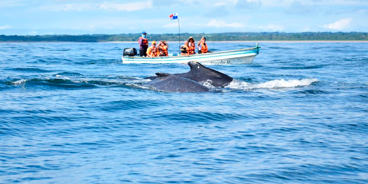  Panamá observación de ballenas experiencia inolvidable 