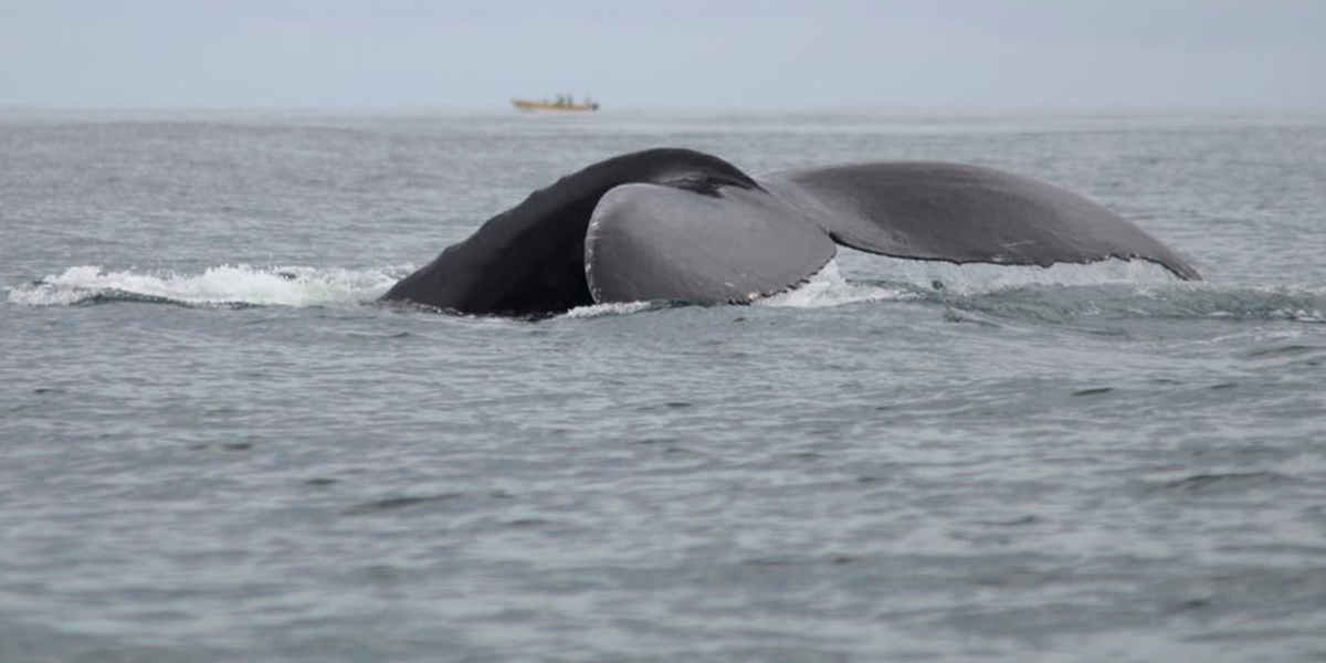  Panamá observación de ballenas experiencia inolvidable 