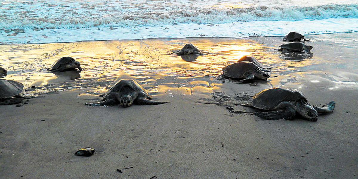  Panamá observación de ballenas experiencia inolvidable 