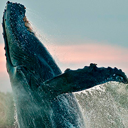 Panamá observación de ballenas experiencia inolvidable