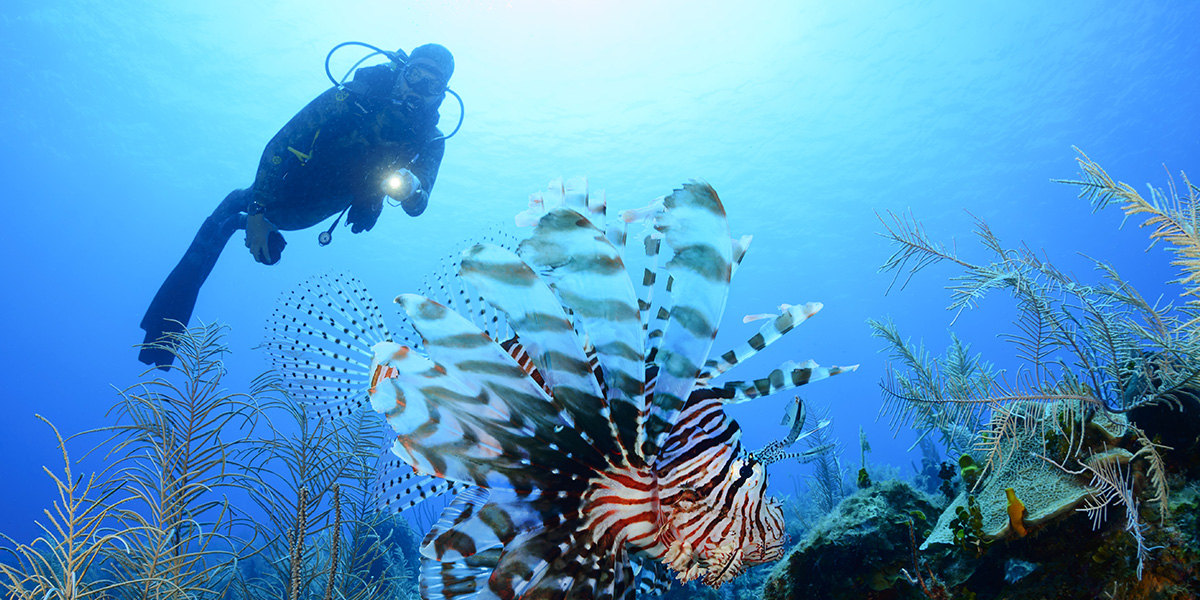  Buceo - Honduras - Centroamérica 