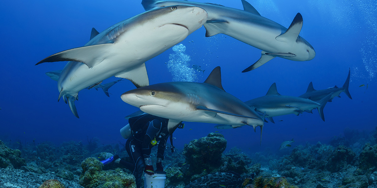  Buceo - Honduras - Centroamérica 