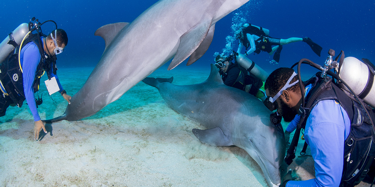  Buceo - Honduras - Centroamérica 