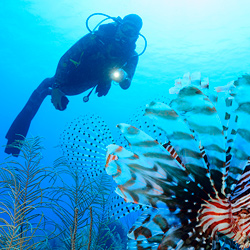 Buceo Honduras - Centroamérica