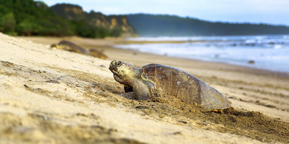  Playa La Flor - Nicaragua - Centroamérica 