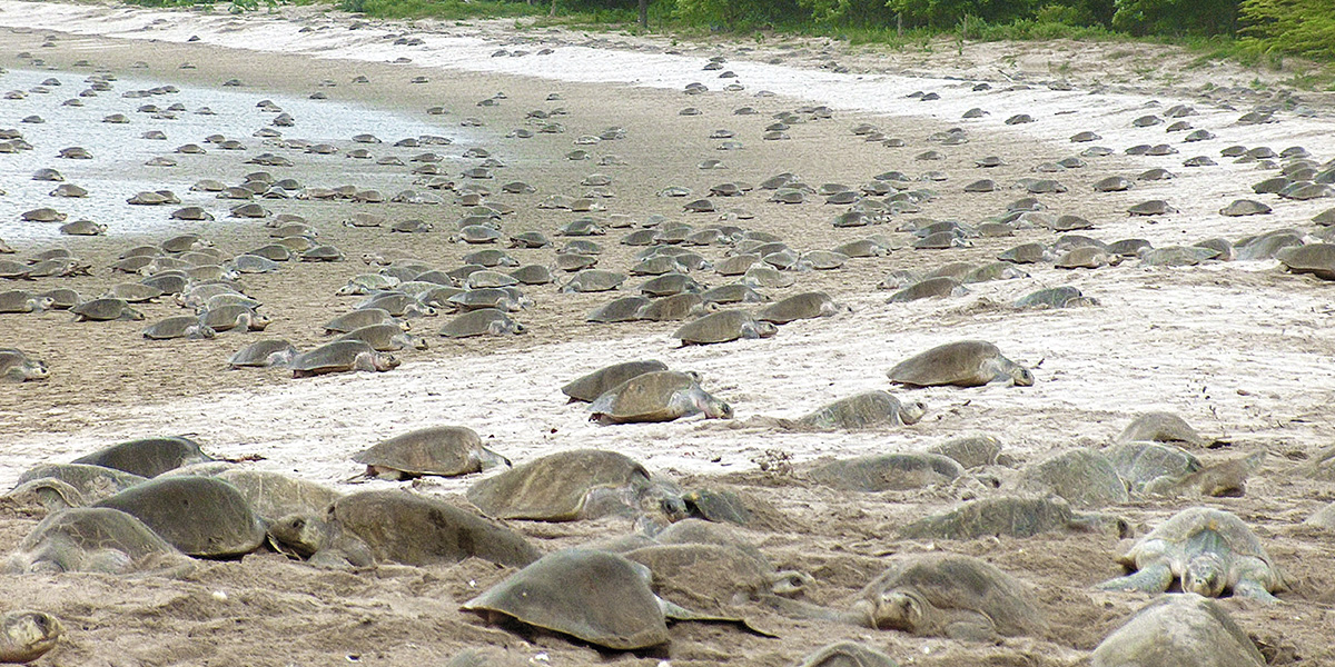  Playa La Flor - Nicaragua - Centroamérica 