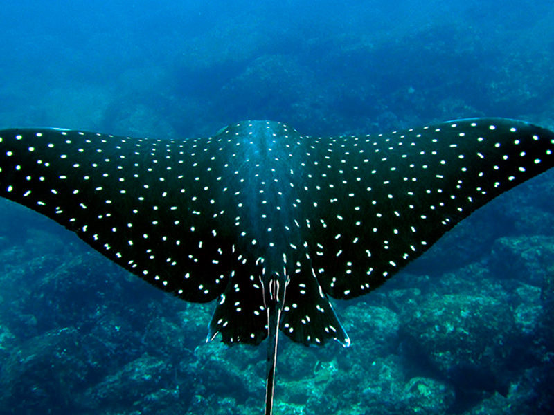 Costa Rica - Submarinismo - Centroamérica