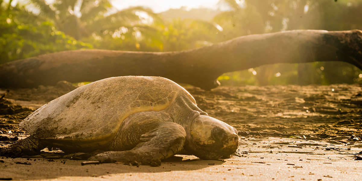  Tortuga Lora Refugio Vida Silvestre Ostional 