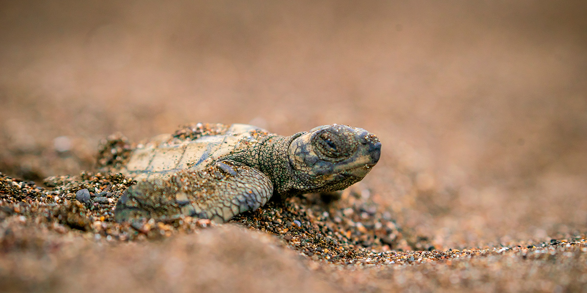  Tortuga Lora Refugio Vida Silvestre Ostional 