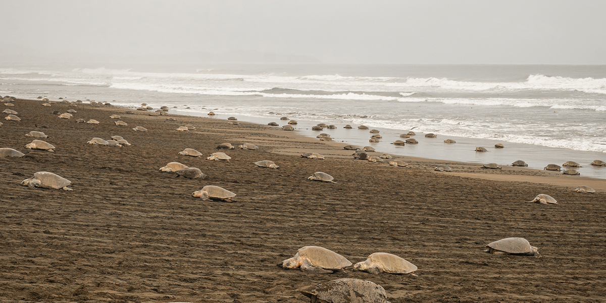  Tortuga Lora Refugio Vida Silvestre Ostional 