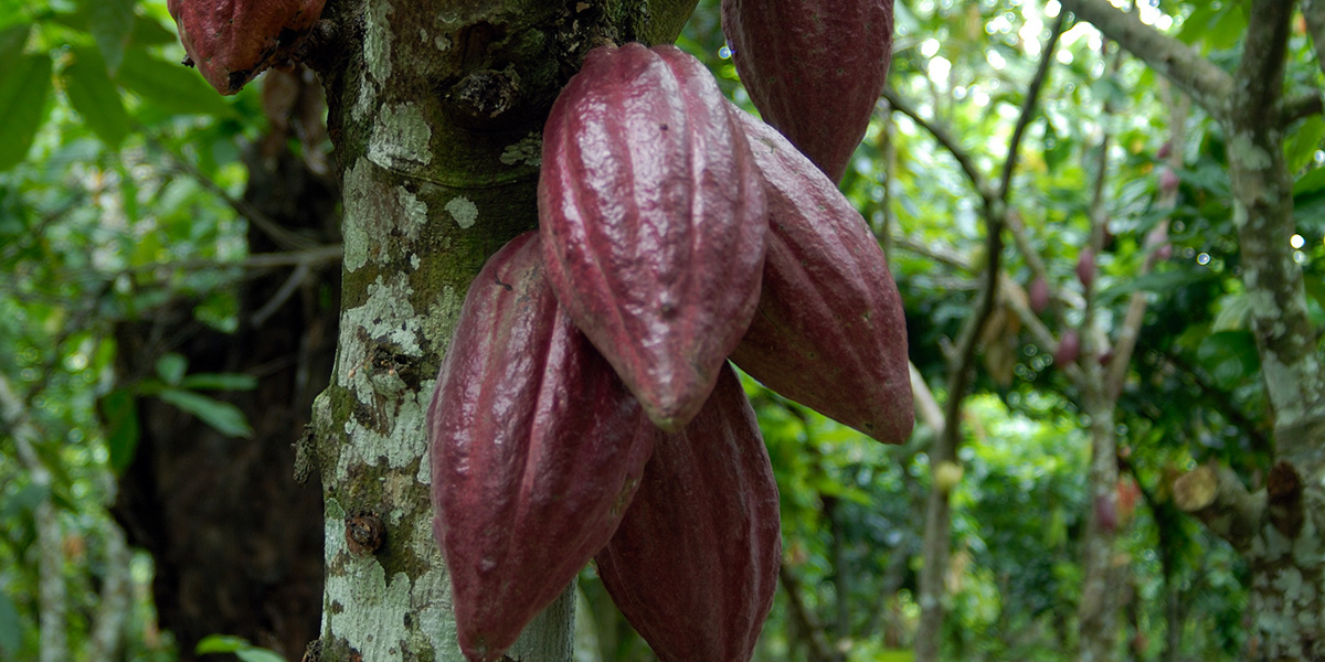  Cacao en árbol del Sendero del Cacao 