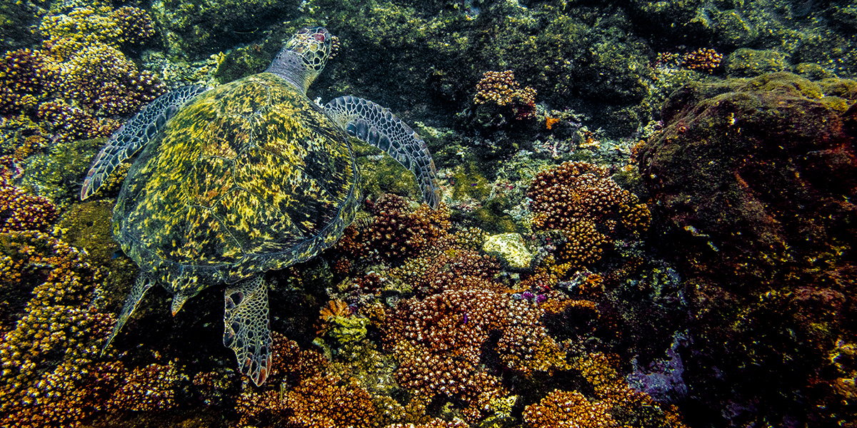 Tortuga carey en el coral