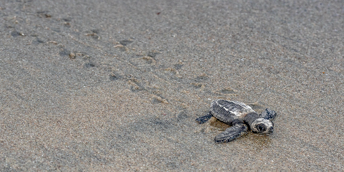  Cría de tortuga golfina 