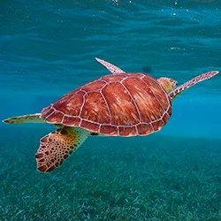 Must see Guatemala & Belize