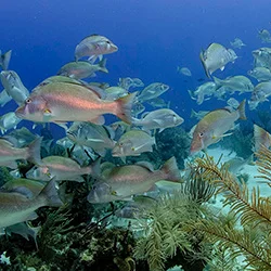 Belize Barrier Reef Reserve System