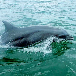 Dolphin Bay