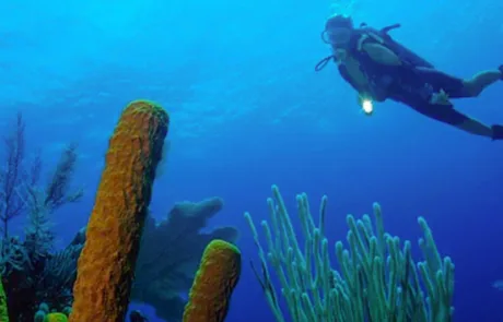 Glover Coral Reef, Belize