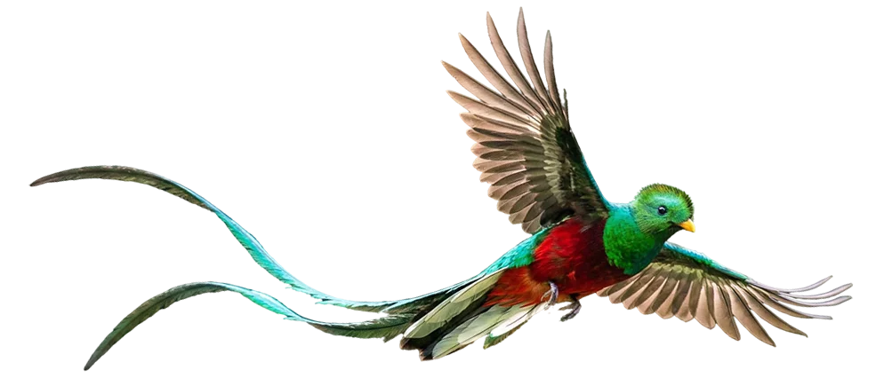Quetzal - Centroamerica Big Day